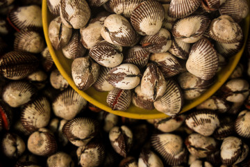 Sea food shells at fish market 