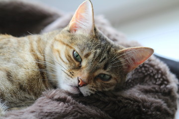 Cute fluffy cat with green eyes lies on a soft blanket on a couch.