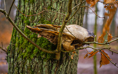 Tierschädel am Baum/animal skull on the tree