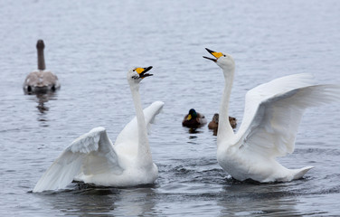 Two swans are preparing for a fight