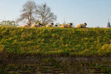 Hoge Fronten (high fronts)park in Maastricht is an 18th century fortification area with remains of the defense works, with a spectaculair view on the Lambertus Church and sheep grazing the grass
