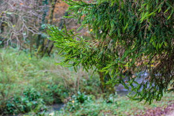 Close up of spruce branch in the forest, selective focus