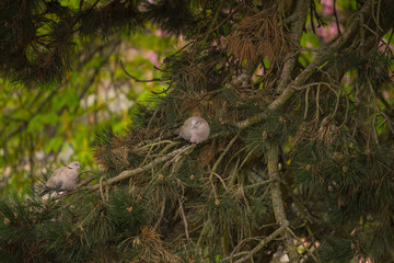 Two Birds on a Branch