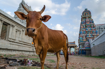 Holy cow standing in front of Hindu Temple