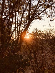 sunset in the forest