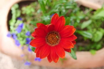 A beautiful red flower in the garden