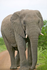 Fototapeta na wymiar Male elephant with Ivory tusks walking down road through Umfolozi Game Reserve, South Africa, established in 1897