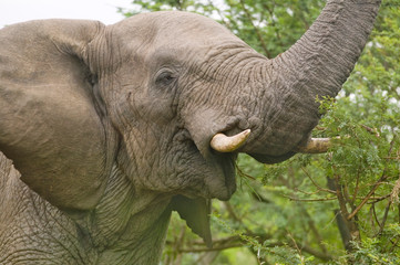 Male elephant with Ivory tusks eating brush in Umfolozi Game Reserve, South Africa, established in 1897