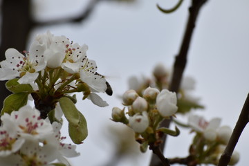 Fototapeta na wymiar bee on cherry tree blossom