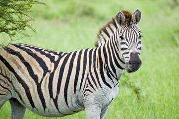 Fototapeta na wymiar Zebra looking into camera in Umfolozi Game Reserve, South Africa, established in 1897