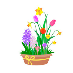 Pot with colored spring flowers: hyacinth, tulip, crocus, narcissus. Vector flat isolated illustration for postcard, banner, poster, greeting card etc