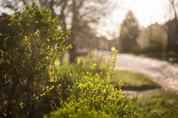 live fence bush isolated.