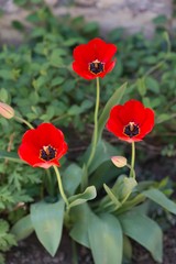 red tulip flowers in garden