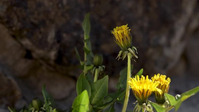4k Time Lapse of Dandelion Flower open. Yellow Flower head of dandelion disclosed early in morning. Macro shot on Natural background. Timelapse Spring scene on Nature.