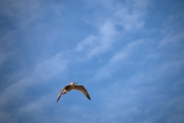 seagull in the air