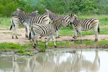 Fototapeta na wymiar Herd of Zebra reflected at watering pond in Umfolozi Game Reserve, South Africa, established in 1897