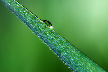 Macro, drop of dew on the green grass