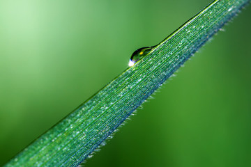 Macro, drop of dew on the green grass