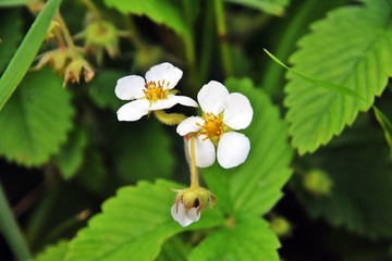 Strawberry blooming flowers in a springtime garden