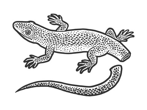Lizard with self amputated tail Autotomy sketch engraving vector illustration. T-shirt apparel print design. Scratch board imitation. Black and white hand drawn image.