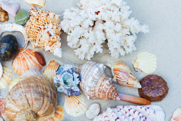 Seashells, sea stars, coral and stones on the sand, summer beach background travel concept with copy space for text.