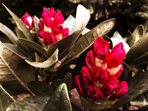 Kwiaty rododendron