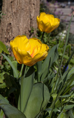 Obraz na płótnie Canvas yellow tulips in a dutch garden