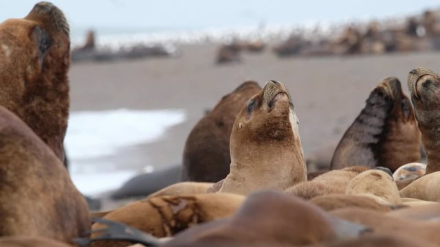 Sea Lion (Zalophus) colony relax on the coast near the town of Caleta Olivia in Argentina. Clip has rack of focus