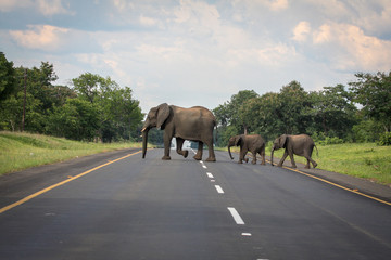 Naklejka na ściany i meble Elephants Crossing the Road in Botswana