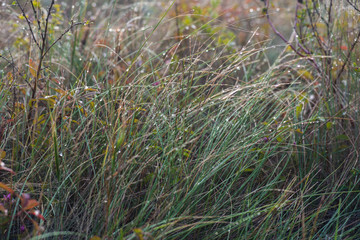 earlier foggy morning, dew accumulated on the grass, leaves of shrubs