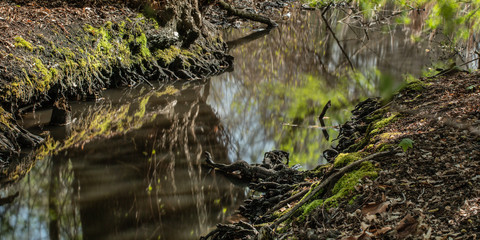 water flowing in the forest
