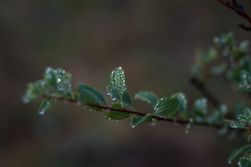 earlier foggy morning, dew accumulated on the grass, leaves of shrubs