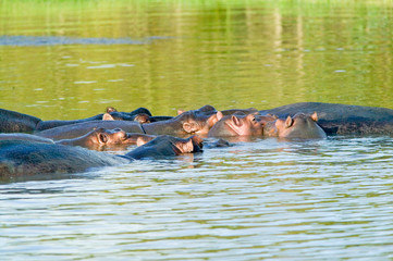 Group of hippos relaxing in water in the Greater St. Lucia Wetland Park World Heritage Site, St....