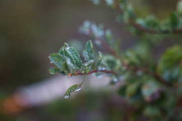 earlier foggy morning, dew accumulated on the grass, leaves of shrubs