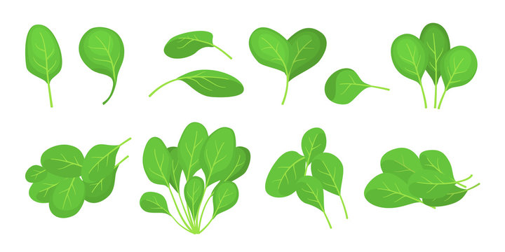 Cartoon Fresh Green Spinach Leaves Icon Set. Vector