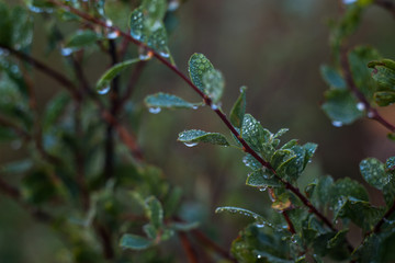 earlier foggy morning, dew accumulated on the grass, leaves of shrubs