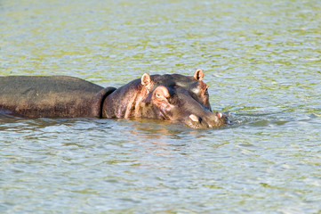 Fototapeta na wymiar Hippo relaxing in water in the Greater St. Lucia Wetland Park World Heritage Site, St. Lucia, South Africa