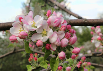 Delicate pink flowers of a spring apple tree
