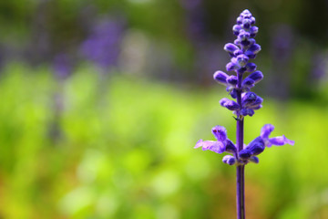 Obraz premium a photo of a colorful flower that looks very beautiful in the middle of the garden during the day