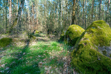 Prehistoric megalith stones near Haldensleben in Germany