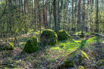 Prehistoric megalith stones near Haldensleben in Germany