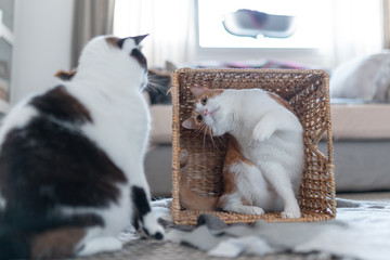 foto vertical, gato blanco y marron dentro de una cesta de mimbre y gato blanco fuera de la cesta,...