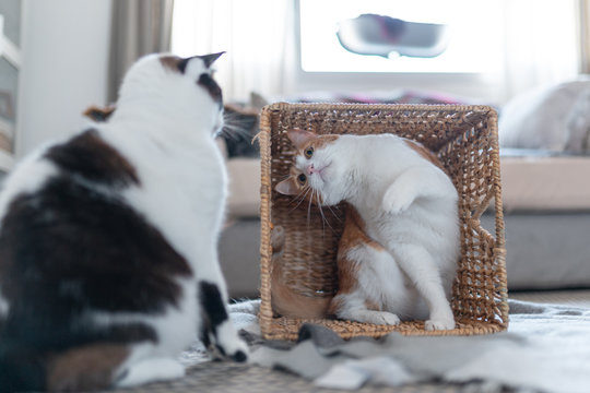foto vertical, gato blanco y marron dentro de una cesta de mimbre y gato blanco fuera de la cesta, juegan  juntos