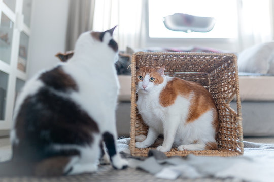 gato blanco y marron escondido dentro de una cesta de mimbre, vigila a un gato blanco y negro fuera de la cesta