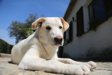 Obraz premium perro