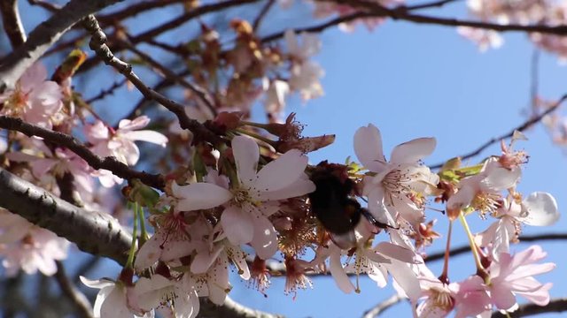 Pink cherry blossom with blue sky and bumblebee