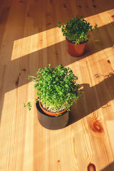 Set of two different home plants microgreens in same pots on wooden table in the house. Hard shadows and sun rays from windows help to focus directly on plants. Vertical.