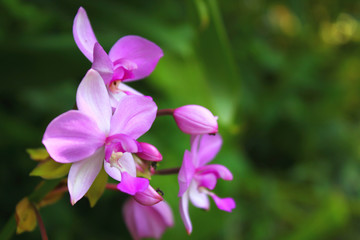 a photo of a colorful flower that looks very beautiful in the middle of the garden during the day