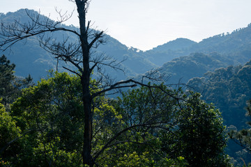 landscape in the spring mountains