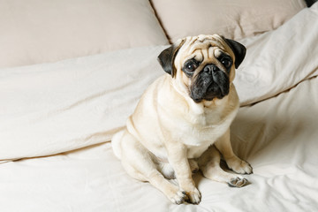 A cute beige pug dog is sitting on a bed with light bedding and is looking sadly at the camera....